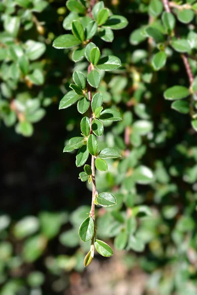 Bearberry Cotoneaster Radicans Branch Latin Name Cotoneaster Dammeri Radicans — Foto de Stock