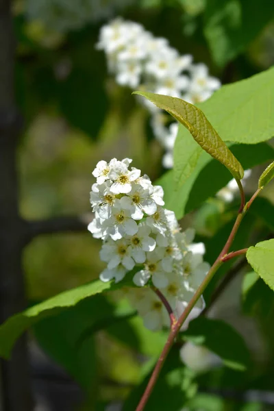 Branche Cerisier Fleurs Blanches Nom Latin Prunus Padus — Photo