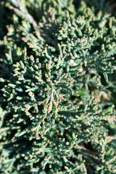 Genévrier Rampant Branches Icee Blue Nom Latin Juniperus Horizontalis Icee — Photo