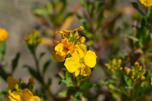 stock image Yellow wallflower flowers - Latin name - Erysimum cheiri