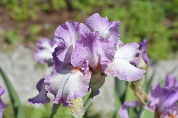 Große Bärtige Iris Waltzing Princess Blume Lateinischer Name Iris Barbata — Stockfoto