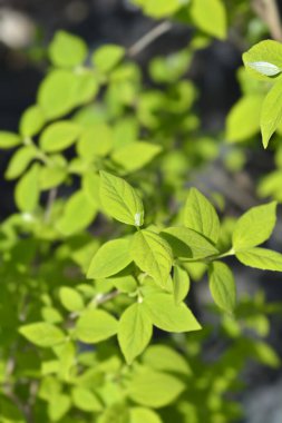 Yeşil yapraklı tatlandırıcı portakal dalı - Latince adı