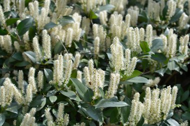 Çiçekli Laurel kiraz dalı - Latince adı - Prunus laurocerasus