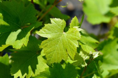 Üzümlü Pinot Noir yaprakları - Latince adı - Vitis vinifera Pinot Noir 