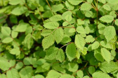 Çin astilbe yaprakları - Latince adı - Astilbe chinensis