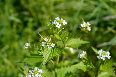 Sarımsaklı hardal çiçekleri - Latince adı - Alliaria petiolata