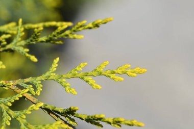 Leyland cypress Castlewellan Gold branch - Latin name - Cuprocyparis leylandii Castlewellan Gold