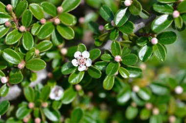 Çiçekli Bearberry cotoneaster şubesi - Latince adı - Cotoneaster dammeri