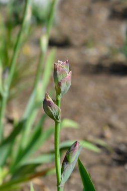 Uzun sakallı iris Kel Tartan çiçeği tomurcuğu Latince adı Iris Kelt Tartan