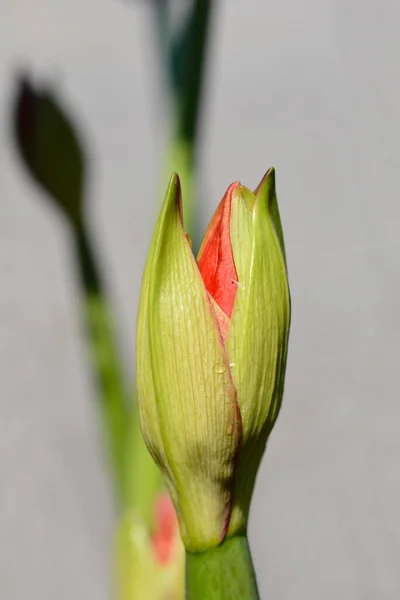 Amaryllis Czerwony Kwiat Pąk Łacińska Nazwa Hippeastrum Royal Red — Zdjęcie stockowe