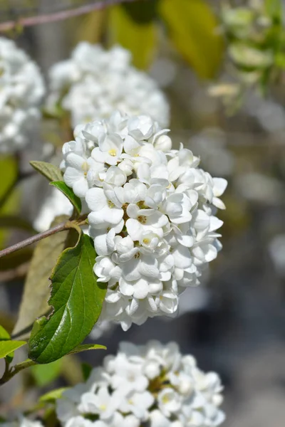 Arrowwood Eskimo Branch Flowers Latin Name Viburnum Eskimo — Stock Photo, Image