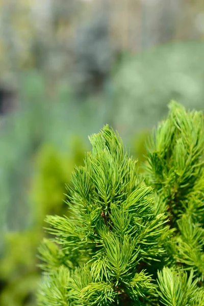 Dwarf Alberta Spruce Conica December Latin Name Picea Glauca Conica — Stock Photo, Image