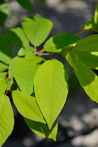 Madárcseresznyefa Levelekkel Latin Név Prunus Padus — Stock Fotó