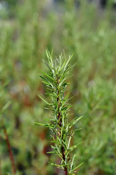 Gałąź Wierzby Liściastej Nazwa Łacińska Salix Rosmarinifolia — Zdjęcie stockowe
