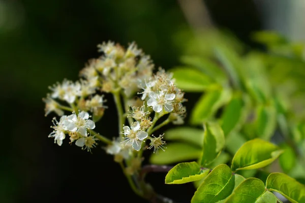 Common Mountain Ash Branch Flowers Latin Name Sorbus Aucuparia — Stock Photo, Image