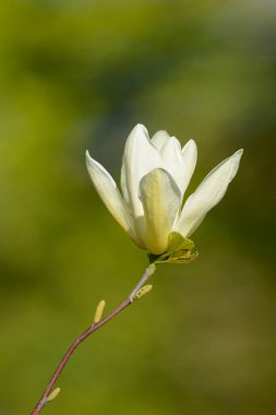 Çiçekli Magnolia Sarı Nehir kolu - Latince adı - Magnolia Sarı Nehir