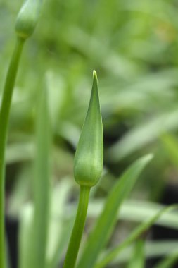 Afrikalı Lily çiçeği tomurcuğu - Latince adı - Agapanthus africanus