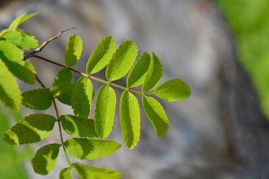 Yeni yapraklı yaygın dağ külleri - Latince adı - Sorbus aucuparia