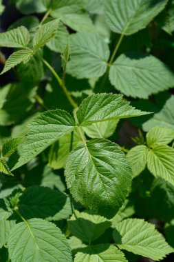 Avrupa kırmızı ahududu yaprakları - Latince adı - Rubus idaeus