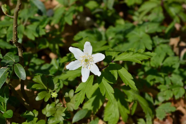 Wood Anemone Flower Latin Name Anemone Nemorosa — Stock Photo, Image