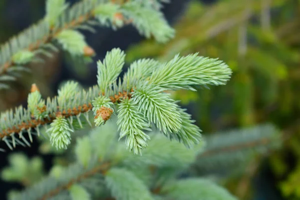 Colorado Blue Spruce Baby Blue Branch 라틴어 Picea Pimgens Baby — 스톡 사진