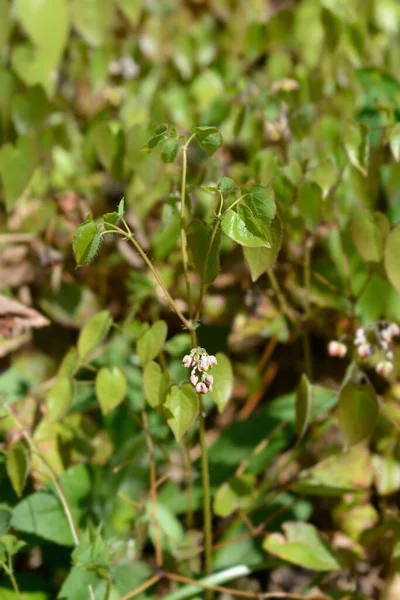 Alpine Barrenwort Small Flowers Nome Latino Epimedium Alpinum — Fotografia de Stock