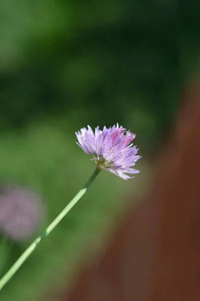 Лук Розовый Латинское Название Allium Schoenoprasum — стоковое фото