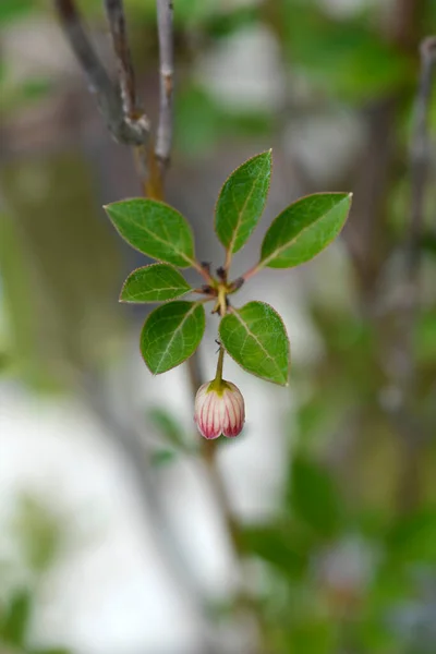 Kwiat Enkianthus Czerwonej Żyły Łacińska Nazwa Enkianthus Campanulatus — Zdjęcie stockowe