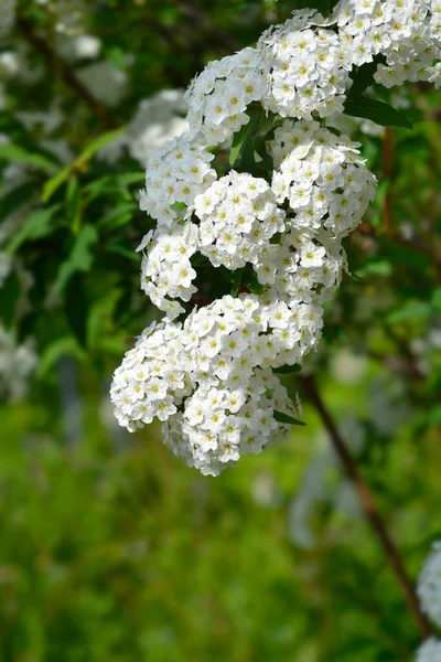 Ветка Спирея Белыми Цветками Латинское Название Spiraea Cantoniensis — стоковое фото