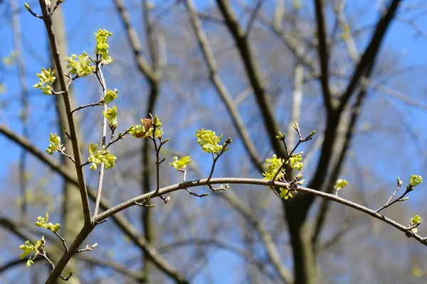 Ahornzweige Mit Neuen Blättern Und Blütenknospen Lateinischer Name Acer Sempervirens — Stockfoto