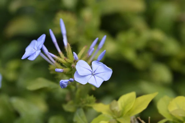 Blue Plumbago Flowers Latin Name Plumbago Auriculata — Stock Photo, Image