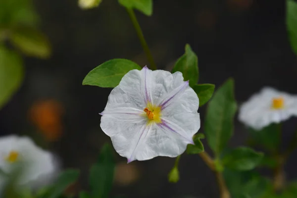Квіти Картопляного Бушу Латинська Назва Lycianthes Rantonnetii Alba — стокове фото