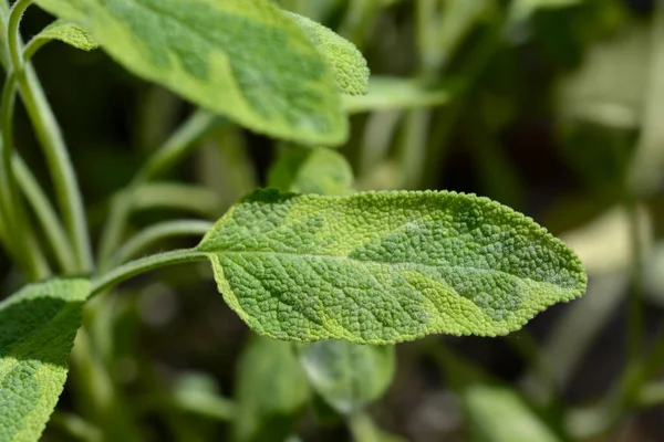 Golden Leaf Sage Leaves Latin Name Salvia Officinalis Icterina — Stock Photo, Image