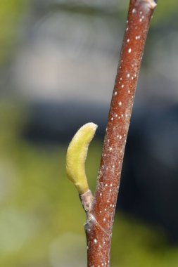 Yaprak tomurcuklu Magnolia Sarı Nehir kolu - Latince adı - Magnolia Sarı Nehir