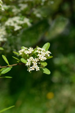 Çiçekli Formosa ateş dikenli dalı - Latince adı - Pyracantha koidzumii