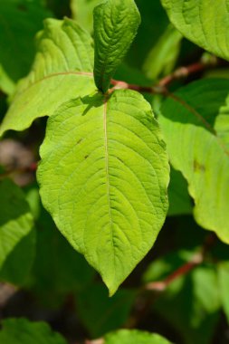 Japon düğümü yaprakları - Latince adı - Persicaria filiforis