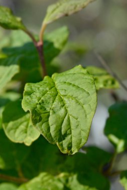 Latince adı Şırınga Josikaea olan Macar leylak dalı