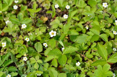 Yabani çilek çiçekleri ve yaprakları - Latince adı - Fragaria vesca