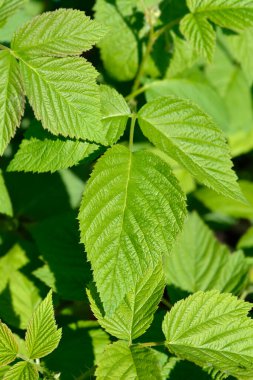 Avrupa kırmızı ahududu yaprakları - Latince adı - Rubus idaeus