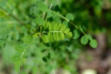 Mesane yaprakları - Latince isim - Kolutea ağaçevi
