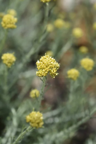 Włoski Wieczne Żółte Pąki Kwiatowe Nazwa Łacińska Helichrysum Italicum — Zdjęcie stockowe