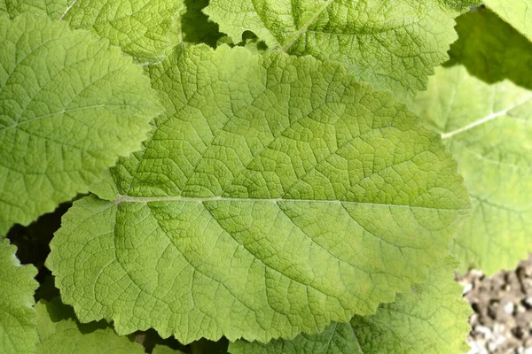 Forskahls Sage Leaves Latin Name Salvia Forskaohlei — Stock Photo, Image