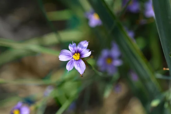 Kaliforniai Kék Szemű Virág Latin Név Sisyrinchium Bellum — Stock Fotó