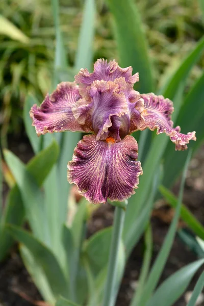 Tall Bearded Iris Queen Calico Flower Latin Name Iris Barbata — ストック写真