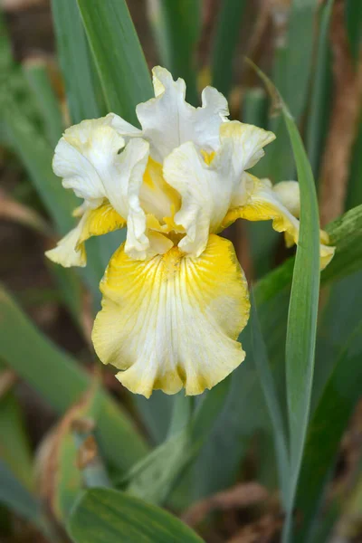 Border Bearded Iris Luna Miele Flower Bud Nome Latino Iris — Fotografia de Stock