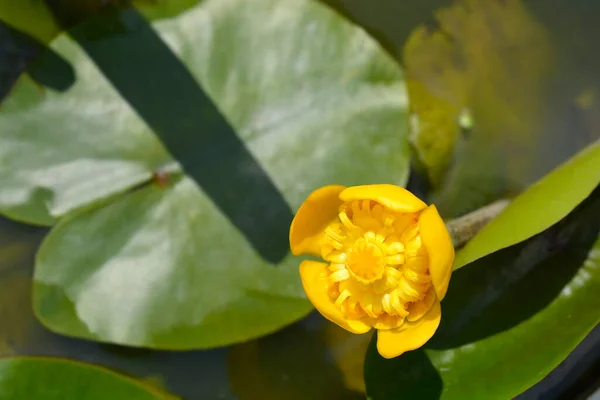 Flor Lírio Água Amarela Nome Latino Nuphar Lutea — Fotografia de Stock