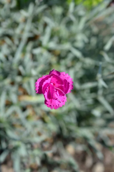 Fleurs Hybrides Nom Latin Dianthus Warden Hybrid — Photo