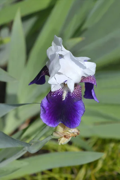 Ψηλός Γενειοφόρος Ίριδας Elizabeth Noble Λουλούδι Λατινικό Όνομα Iris Barbata — Φωτογραφία Αρχείου