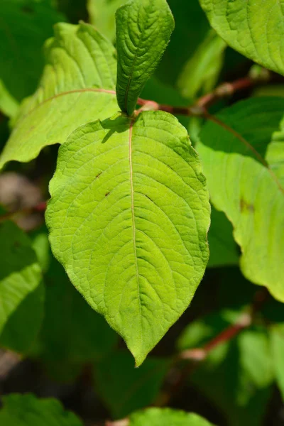 Japanese Knotweed Leaves Latin Name Persicaria Filiformis — Stock Photo, Image