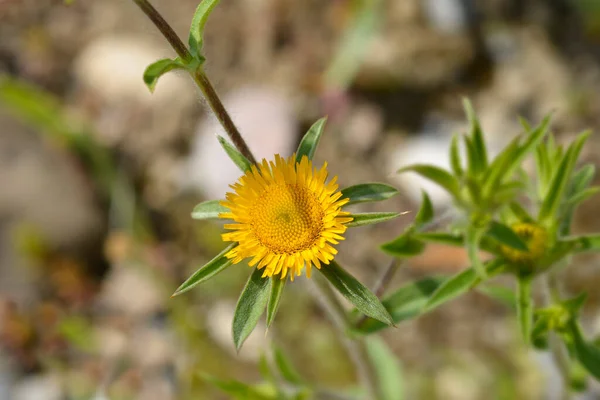 Kolczasty Starwort Żółty Kwiat Łacińska Nazwa Pallenis Spinosa — Zdjęcie stockowe